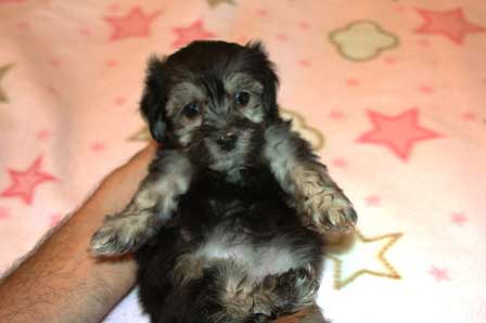 black-and-whtie-female-havanese-puppy-found-home-from-utah-to-arizona